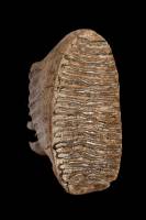 Molaire de mammouth (Mammuthus primigenius, Pléistocène, -50 000 ans, Mer du Nord)